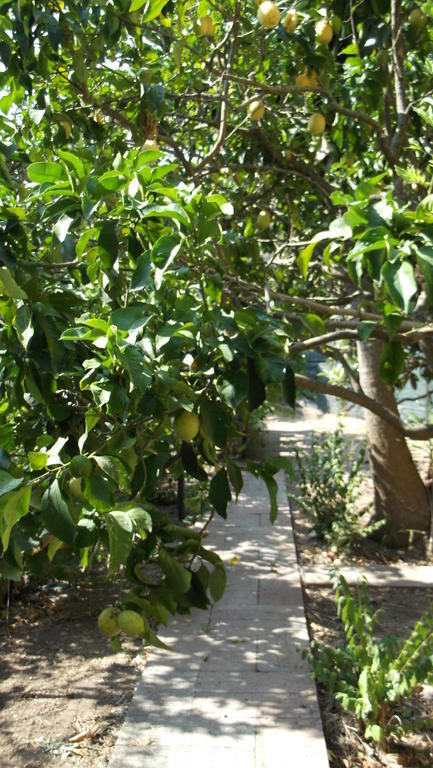 אלגהרו Solimarina מראה חיצוני תמונה